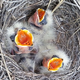 Image for article titled Nature's Rules For Killing Your Siblings
